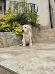 Puiut labrador mascul cu pedigree