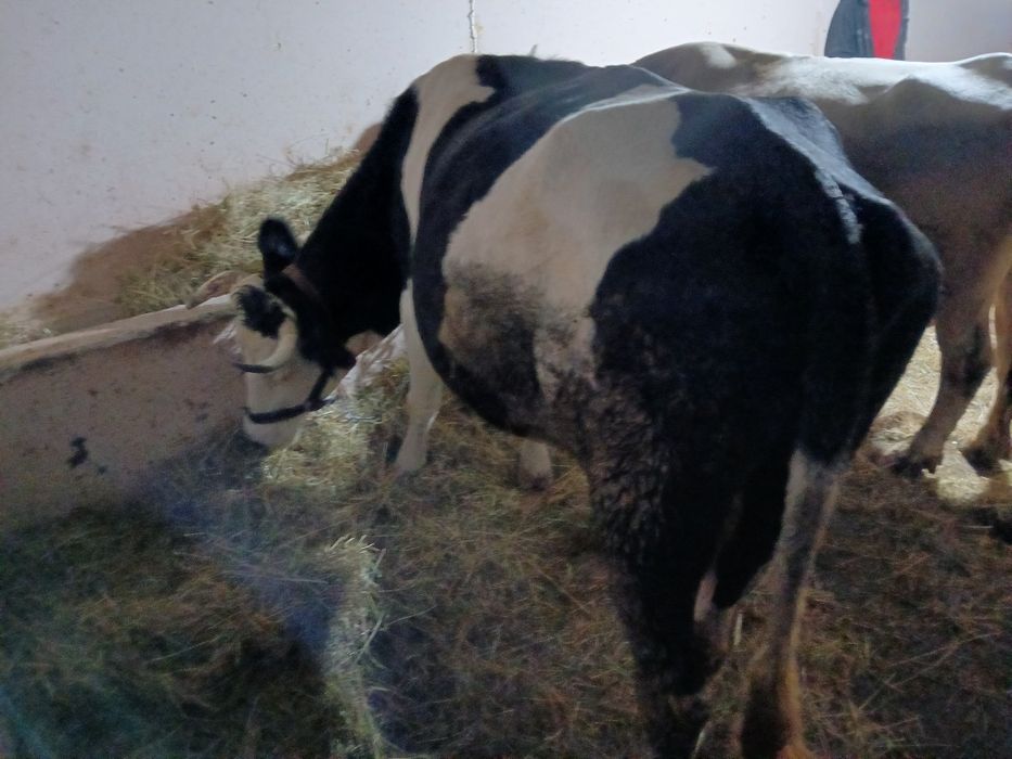 Vând vaca gestanta la a 3 fătare