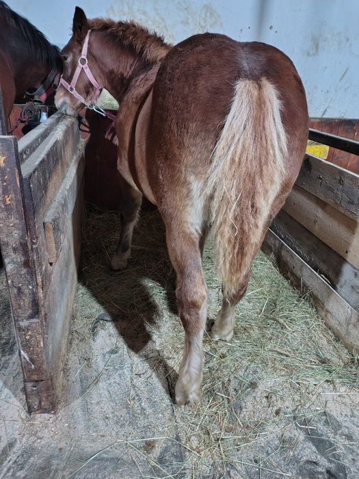 Vând mânz de 5 luni