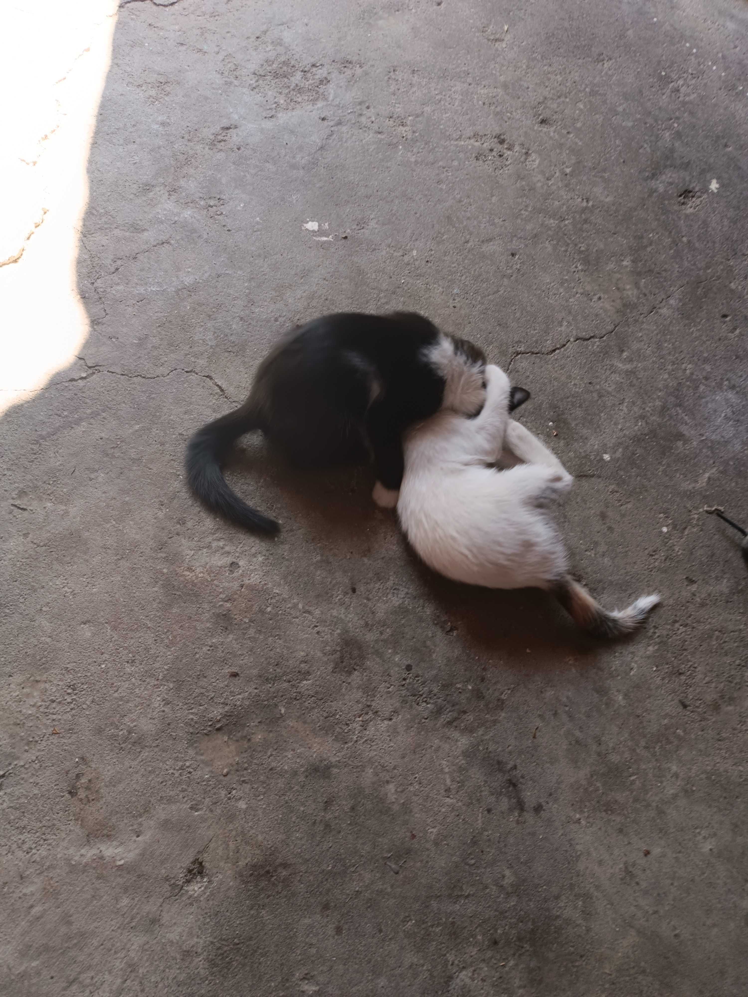 Котенцета вече са на два месеца