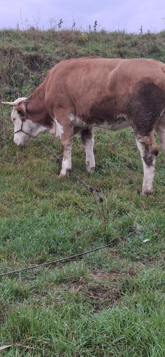 Vând junica baltata gestanta inn3 luni 1 ,7 luni