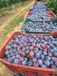 Vând prune ,producție proprie ,pentru țuică, pălincă (nu sunt pentru c