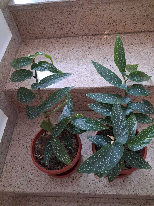 Стайни цветя - бегония