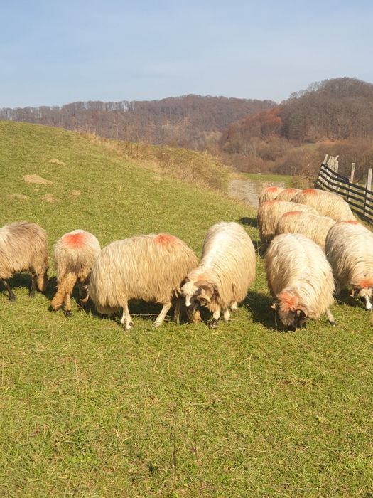 Vand oi breze și un berbec strămior