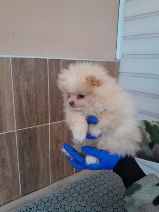 Померанче мъжко и женско