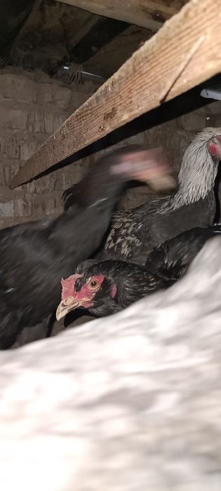 Жу́жа хуроз-товук сотилади