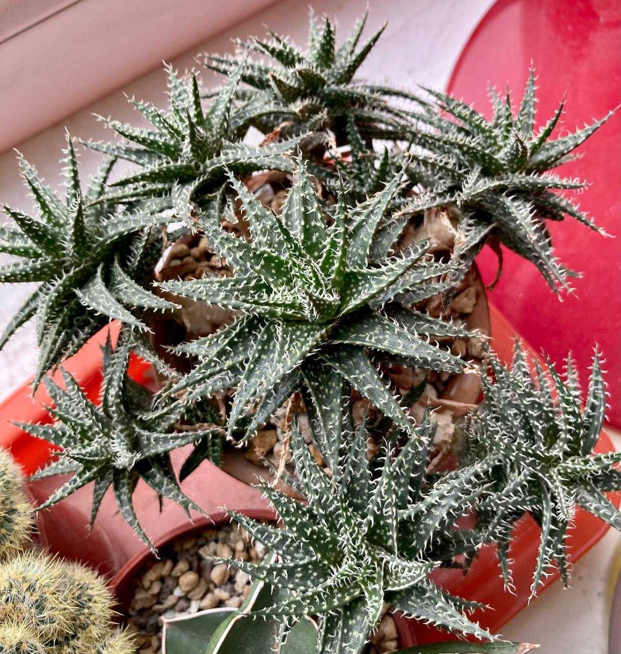 Суккулент Алоэ со скидкой 50%, Aloe Hybrid Descoingsii x Hawarthioides