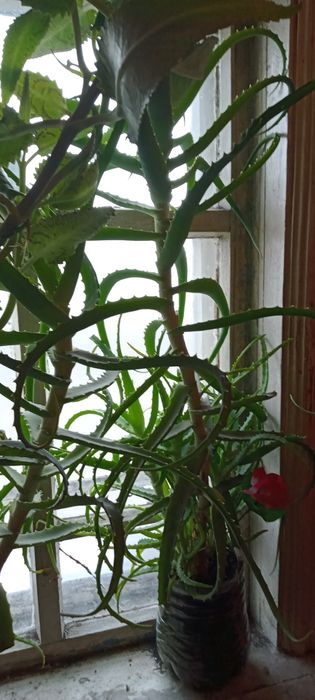 Продам лечебный алоэ