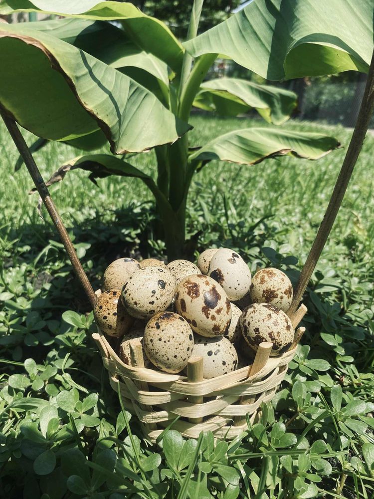 Продавам пъдпъдъчи яйца