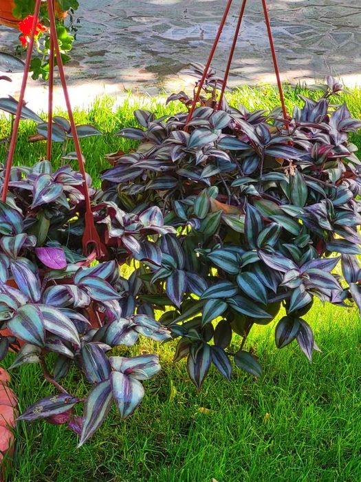 Уход за комнатными цветами