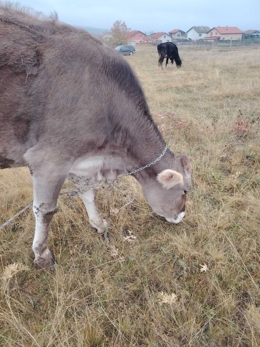 Продавам две крави