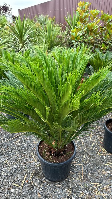 Iuca rostrata bosai ilex maslini tuia brazi spirale forme inupar etc