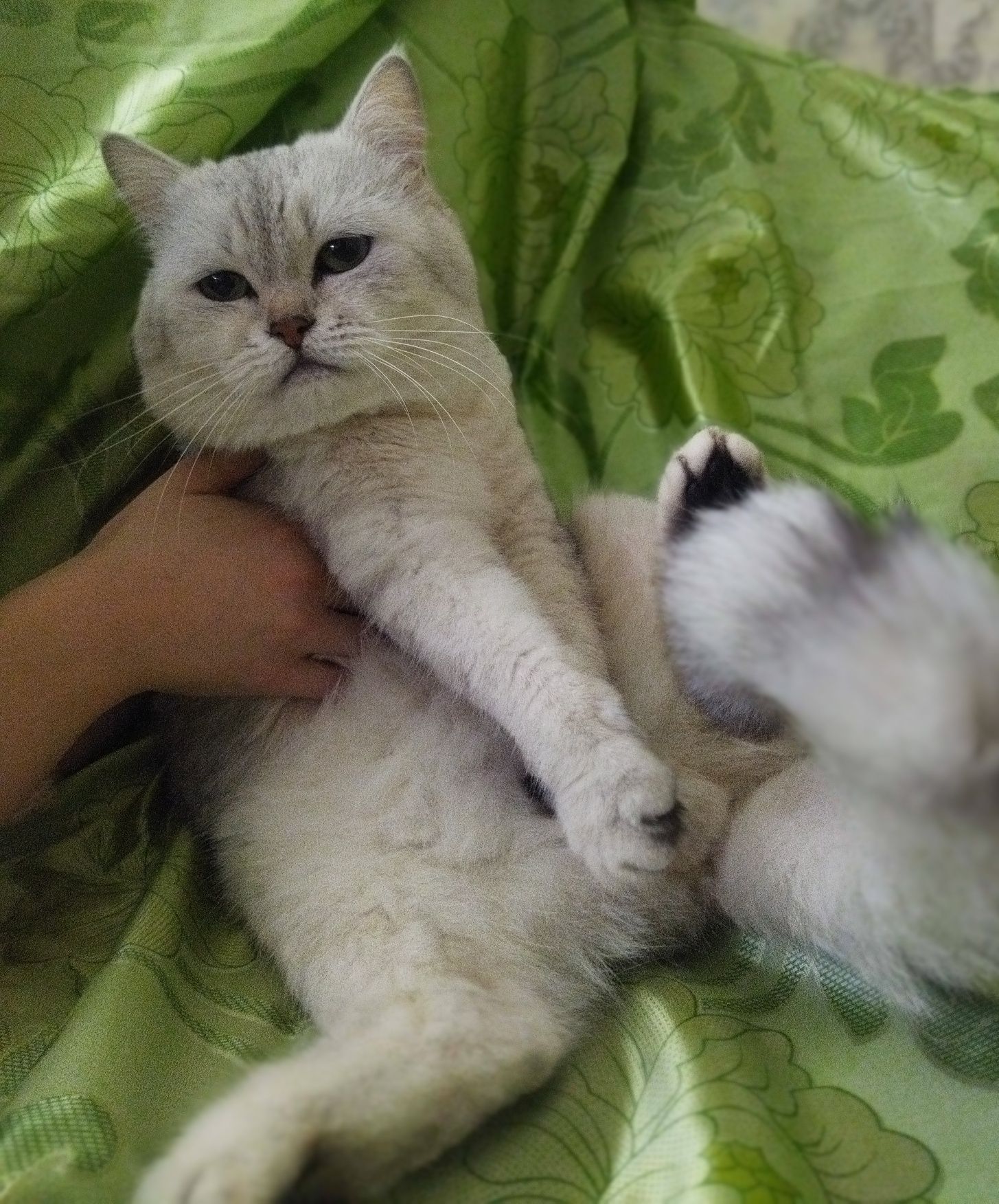Вязка Шиншилла серебро