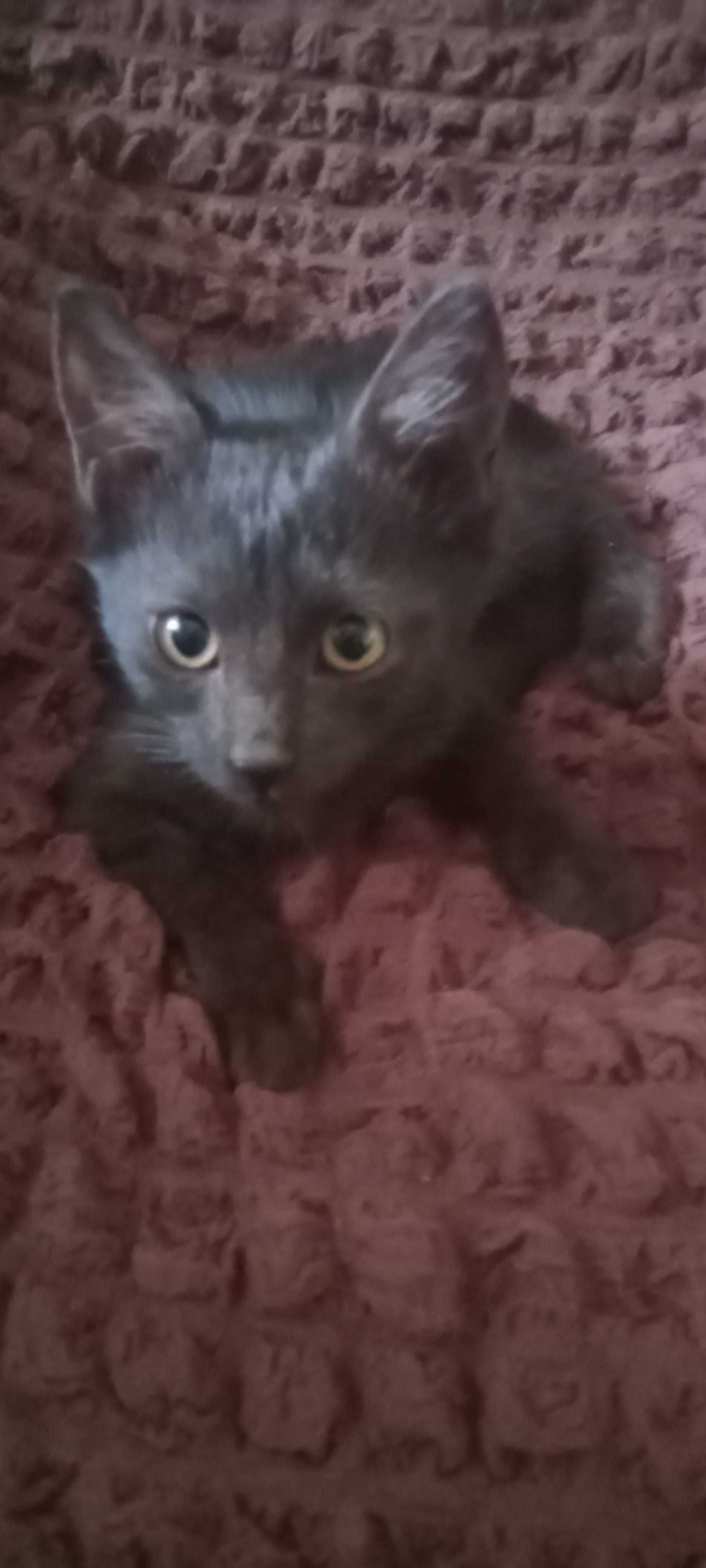 Продаются котята.