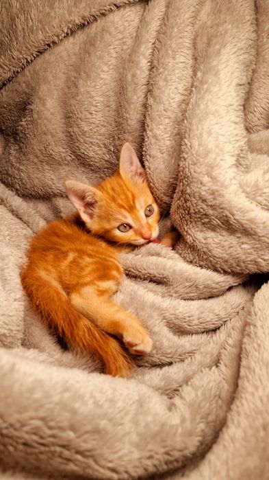 Прекрасные котята в добрые руки