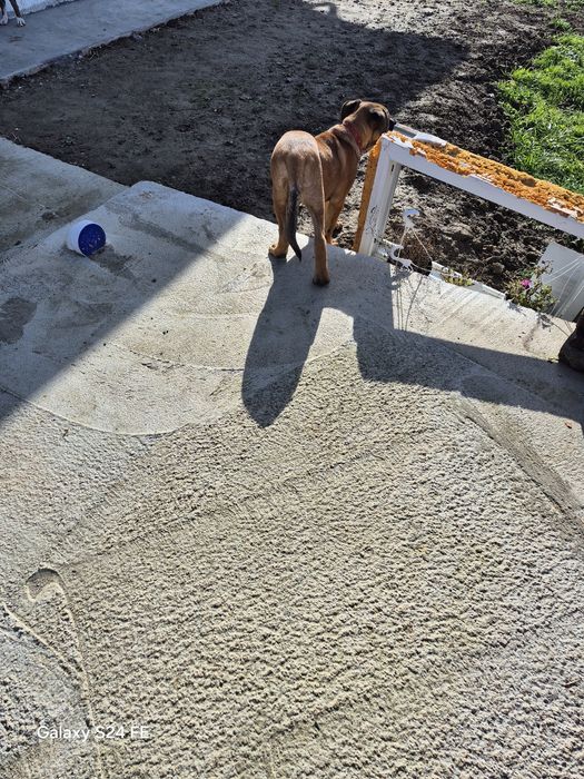 Pui Metis cu vaccinuri si deparazitări la zi