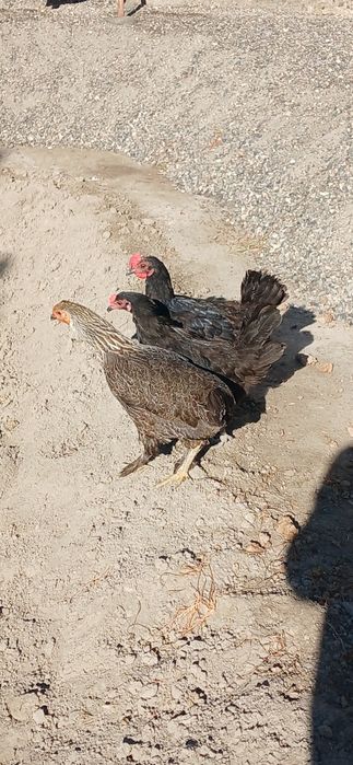 Домашний Товуклар