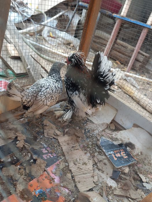 Хуроз ва товук.сотилади.