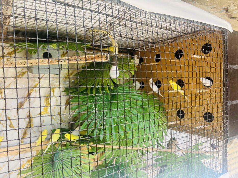 Папугай 35 та ттт