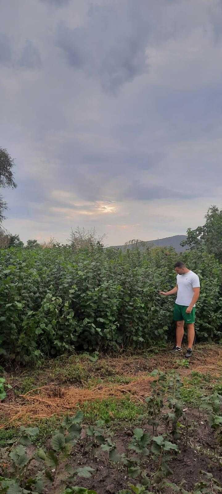 Plantam livezi,Subventie 620E.Nuci/ALuni/Aronia-RO.Araci Tutori Tarusi