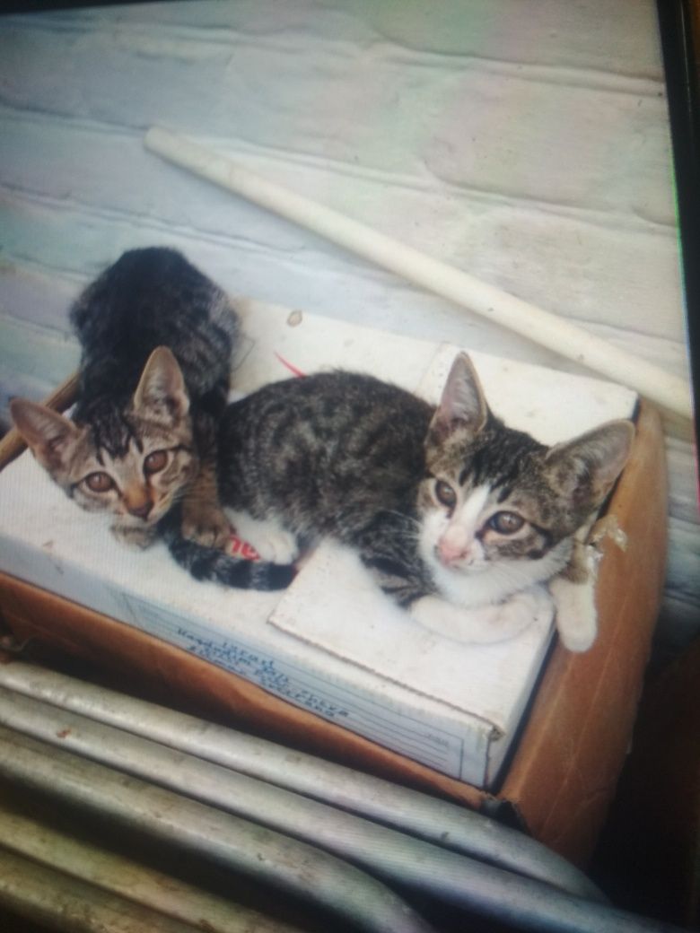 Домашние котята в добрые руки