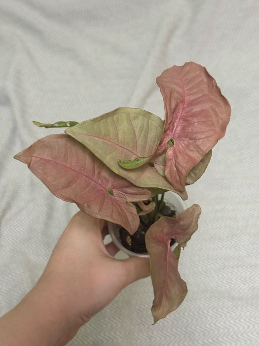 Сингониум Пинк Неон