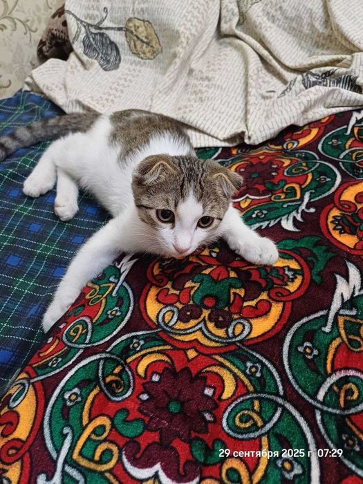 Отдам даром котенка мальчик