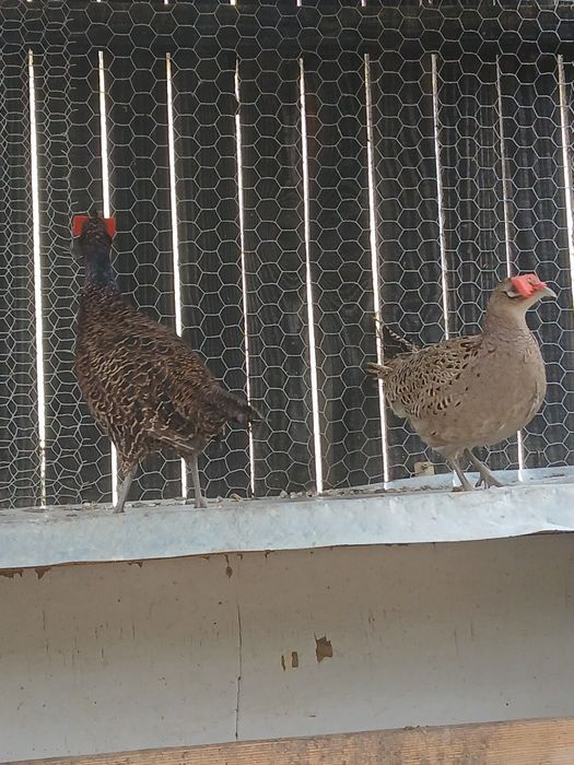 Fazani comuni si tenebros de vanzare