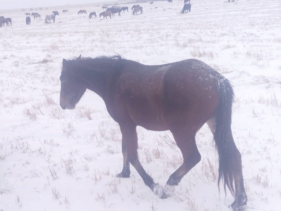 Лошади для развода