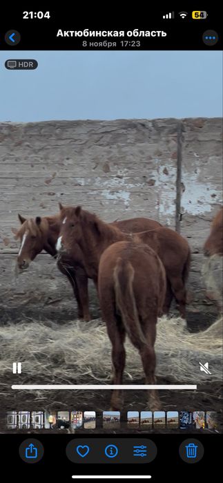 10 бас ұрғашы жабағы сатылады