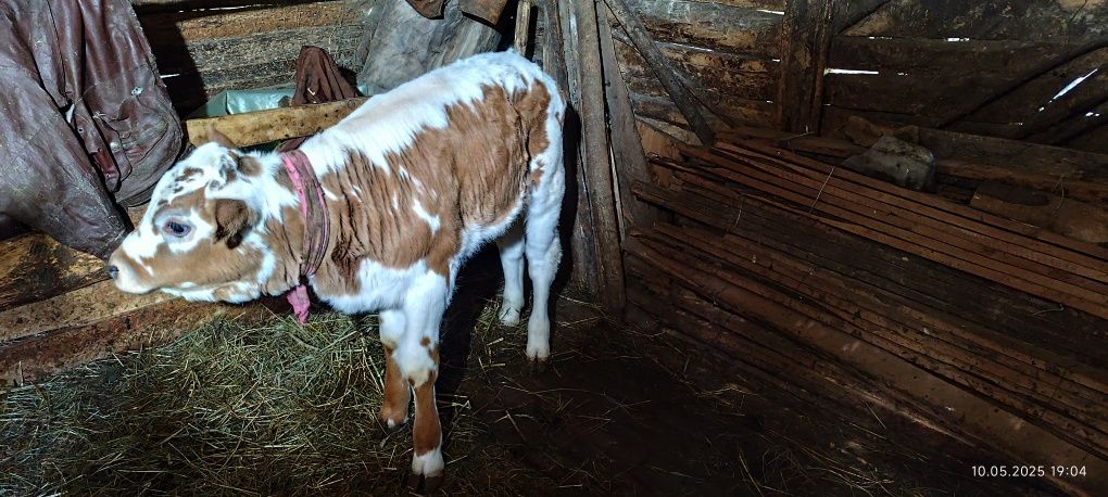 Vaca cu vițel de două luni