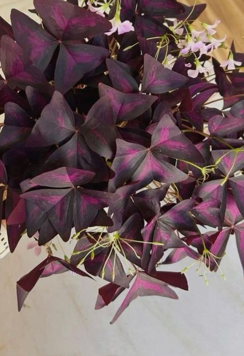 Хлорофитум вариегатный, разные цветы