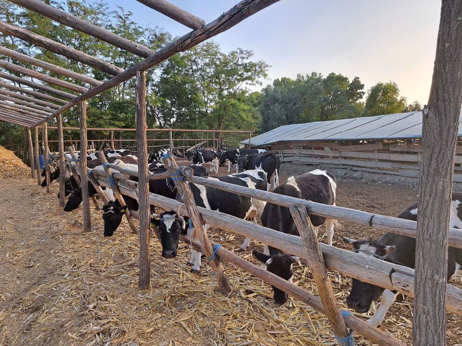 Vand vaci COP Baltata cu Negru Romaneasca, Taur Monta, Vitele origine