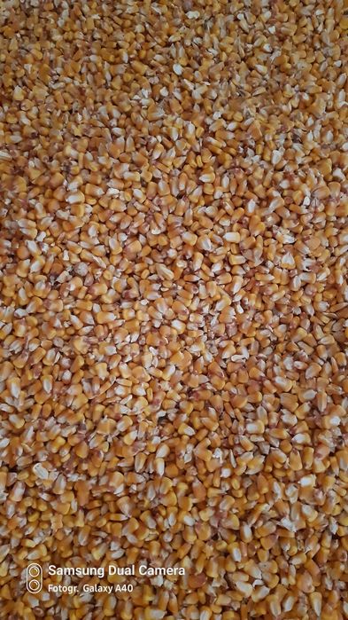 Vând porumb recolta 2025