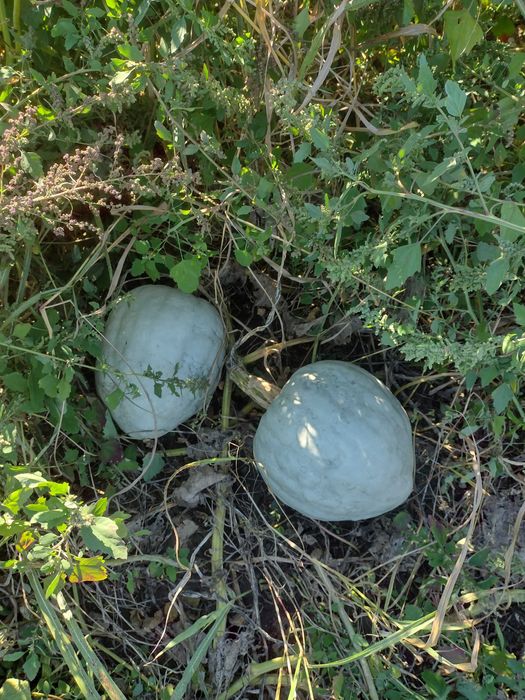 Dovleac alb placintar