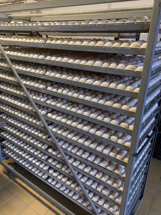 Ouă de Gască și de Rața