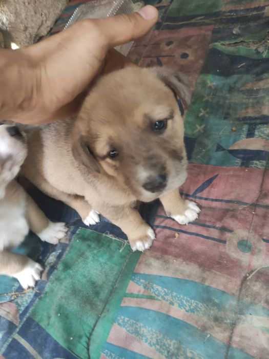 Собака Алабай продам щенков