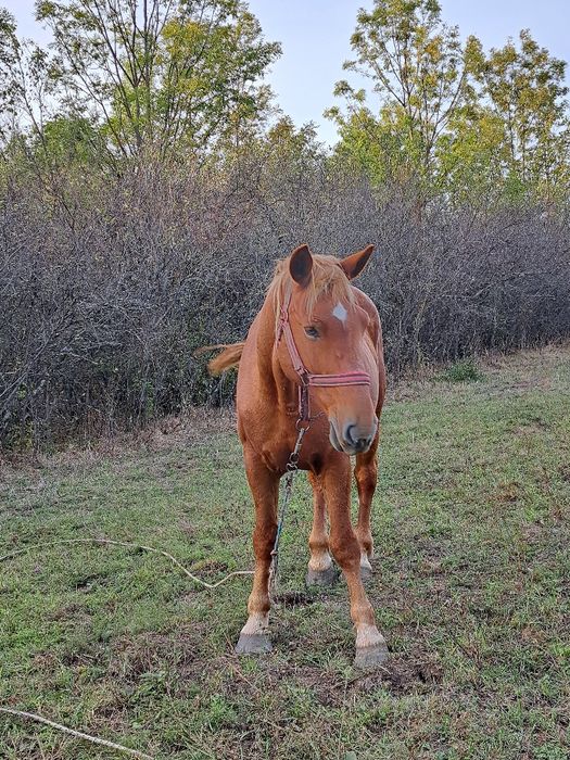 Vând iapa foarte cuminte