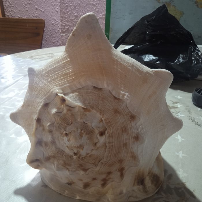 Морская раковина.