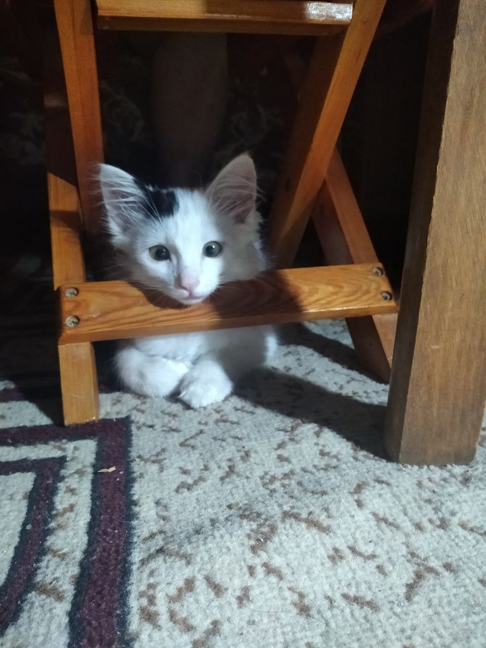 Красивый котик в добрые руки.