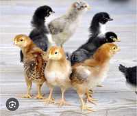 Цыплята куриные домашние и породы Ломан браун