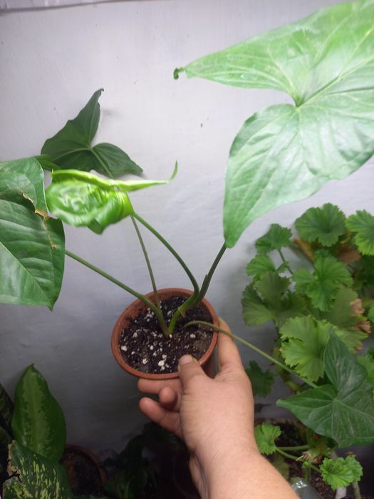 Продам комнатные растения