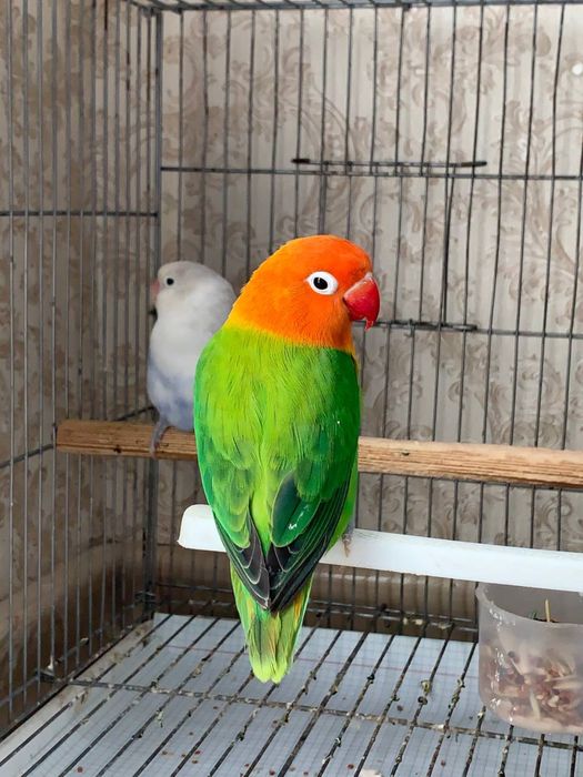 Nerazluchka nerazushka