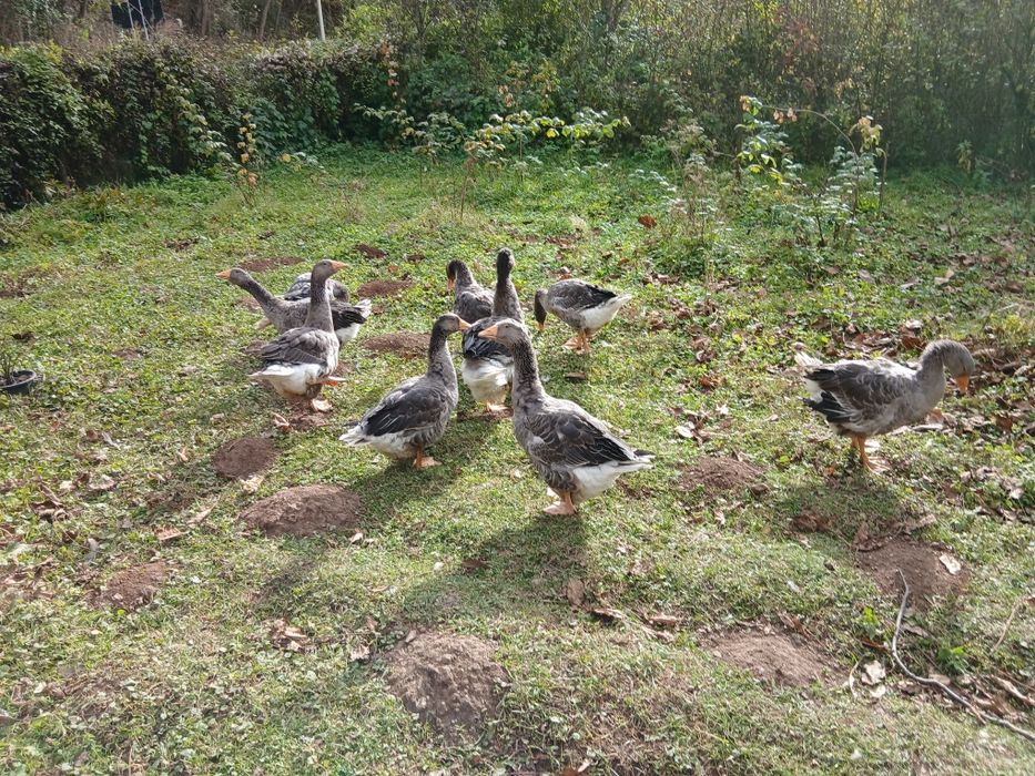 Boboci gasca 4 luni  Landes