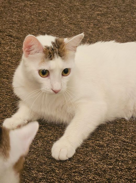 Pisică spre adopție