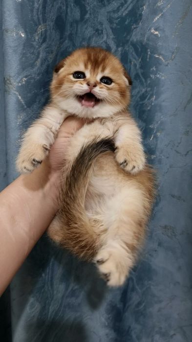Продаётся элитный котёнок скоттиш-фолд