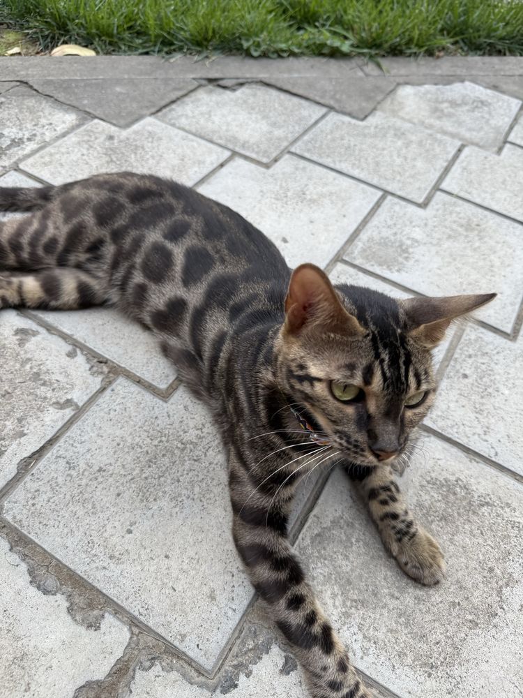 Продается Бенгальская кошка