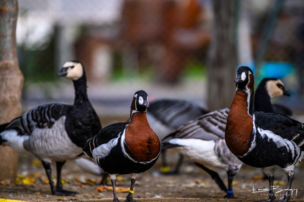 Vând rate exotice, de ornament, lebede, gâște. Păsări exotice