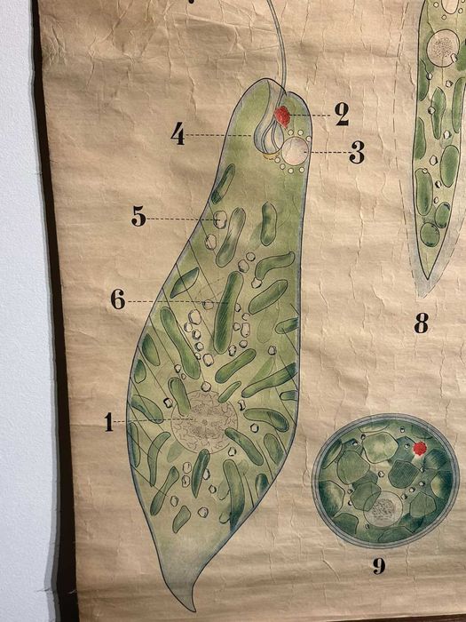 Соц Учебни Плакати Постери Ботаника