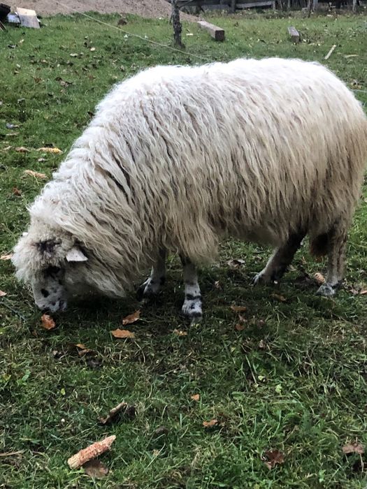 Vând 6 oi și un berbec!